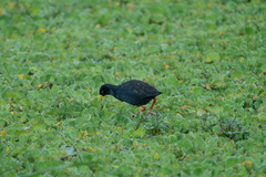 Zapornia flavirostra