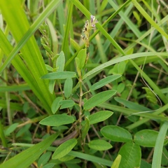 Alysicarpus vaginalis