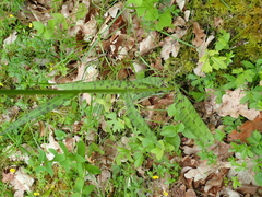 Dactylorhiza fuchsii