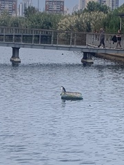 Nycticorax nycticorax