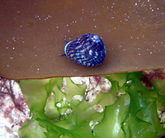 Steromphala umbilicalis