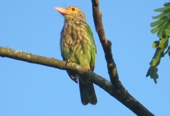 Psilopogon lineatus