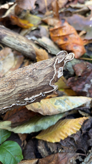 Peniophora albobadia