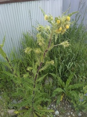 Cirsium parryi