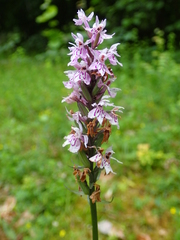 Dactylorhiza fuchsii
