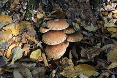 Pholiota squarrosa