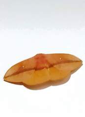 Lonomia
