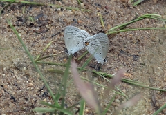 Catochrysops panormus