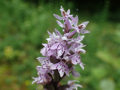 Dactylorhiza fuchsii