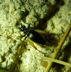 Trigonidium cicindeloides