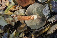 Pholiota squarrosa