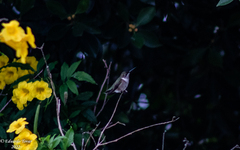 Cynanthus latirostris