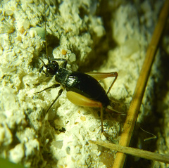 Trigonidium cicindeloides