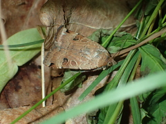 Noctua orbona