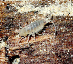 Talitrus saltator