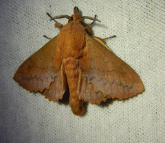 Gastropacha quercifolia