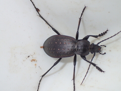 Carabus hortensis
