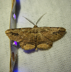 Menophra abruptaria