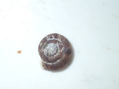 Helicigona lapicida