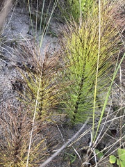 Equisetum telmateia telmateia
