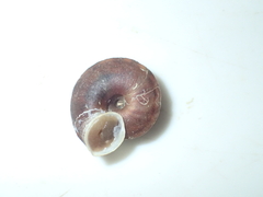 Helicigona lapicida