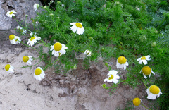 Tripleurospermum maritimum