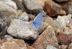 Catochrysops panormus