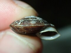 Helicigona lapicida