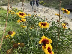 Gaillardia aristata