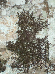 Frullania eboracensis