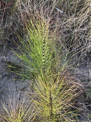 Equisetum telmateia telmateia