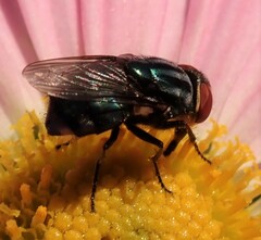 Cochliomyia