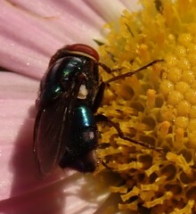 Cochliomyia