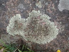 Xanthoparmelia conspersa