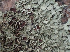 Xanthoparmelia conspersa