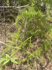 Asparagus setaceus