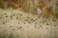 Linaria flavirostris