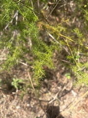 Asparagus setaceus
