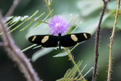 Heliconius sara