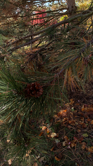 Pinus