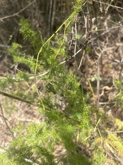 Asparagus setaceus