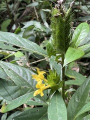 Barleria oenotheroides