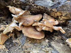 Armillaria sinapina