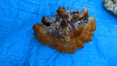 Inonotus mikadoi