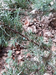 Juniperus communis hemisphaerica