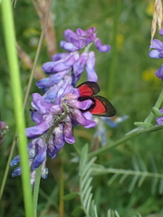 Zygaena minos