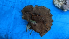 Inonotus mikadoi