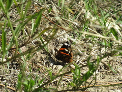 Vanessa atalanta