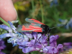 Zygaena minos