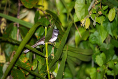 Rhipidura javanica